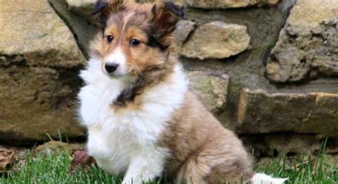 Sheltie.Meet Eva a Puppy for Adoption.