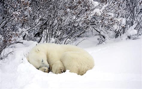 animals, Sleeping, Snow, Polar Bears Wallpapers HD / Desktop and Mobile ...