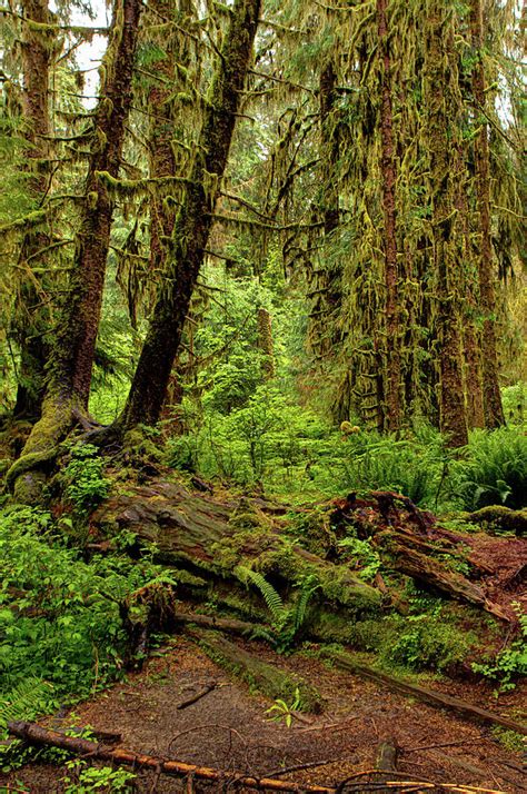 Hoh Rainforest Photograph by Jerad Roberts - Pixels