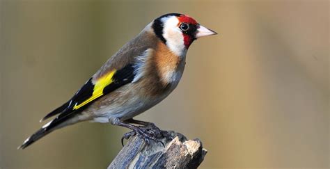 island life- in a monastery: THE GOLDFINCH- SAVIOR BIRD