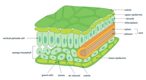 Parts Of A Leaf Cell And Their Functions - Infoupdate.org