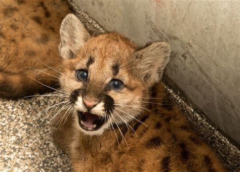 Oregon Zoo Finds Homes for Orphaned Cougar Cubs - ZooBorns