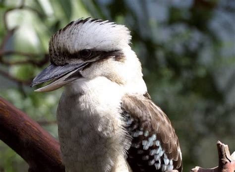 Laughing Kookaburra | BirdNote