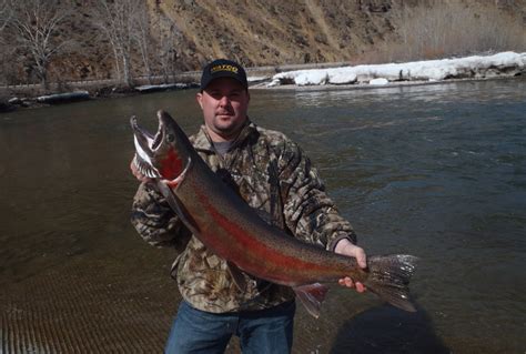 Trout & Steelhead Fishing Trips | Aggipah River Trips - Salmon, Idaho