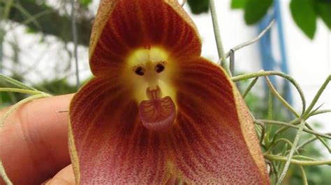 Monkey Face Orchid Care — Your One-stop Guide