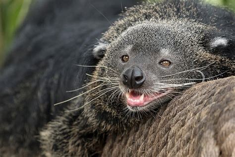 Contact Support | Binturong, Unusual animals, Animals