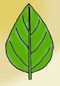 Ovate leaf