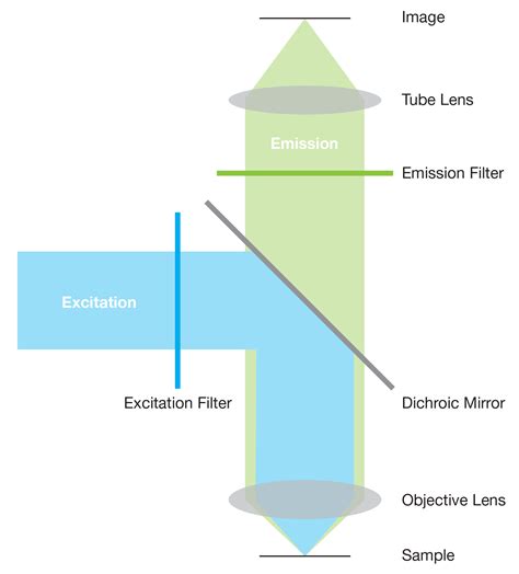 Fluorescence Microscopy