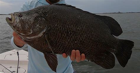 Everything Tripletail [Tips, Tactics, & Tournament!]