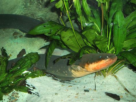 Electric eel - Wikipedia