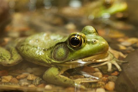 Frog Green Nature - Free photo on Pixabay - Pixabay