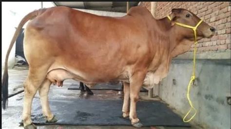 High Breed Sahiwal Cow at Best Price in Karnal | Hudda Dairy Farm