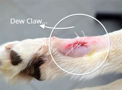 Broken Dew Claw Treatment (Home Remedies & Recovery)