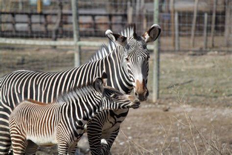 Work on Omaha zoo's African Grasslands meant animals had to be shifted ...