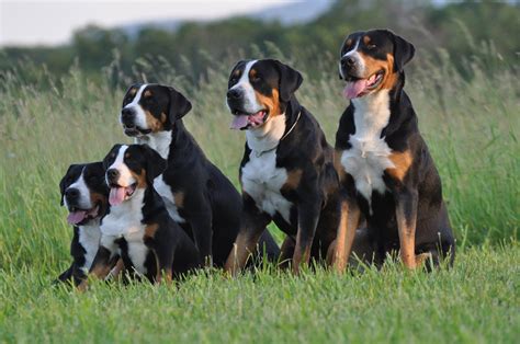 Greater Swiss Mountain Dog Vs Bernese: Which is the Ultimate Companion ...