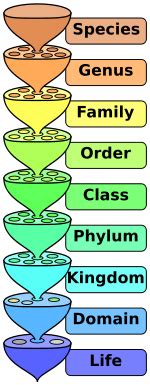 Top 10 Scientific Mnemonics - Listverse | Taxonomy biology, Biology ...