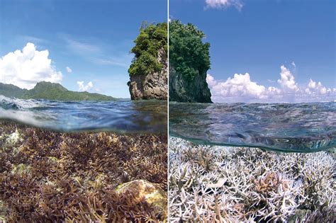 Environmental Justice Foundation | Coral reefs in crisis