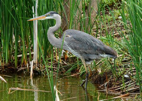 Hinterland Who's Who - Great Blue Heron