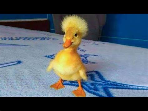 Cute Duckling 🔴 Funniest Baby Ducks Videos Compilation 2020 YouTube ...