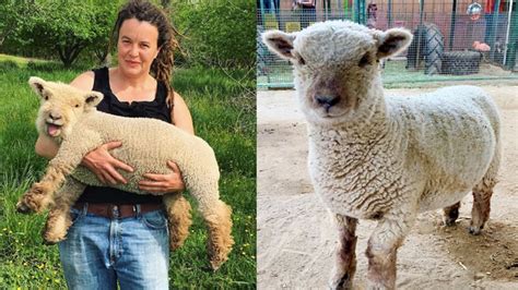 16 babydoll sheep so adorable you will cry | Mashable