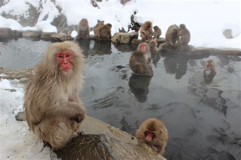 Download Winter Primate Monkey Macaque Animal Japanese Macaque Snow ...