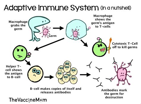 The immune system (in a nutshell)