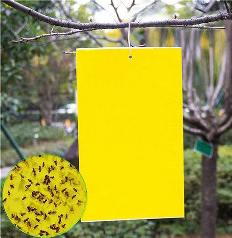 Buy 20 Count Dual Yellow Sticky Traps 8 X 6 Inch Set for Flying Insect ...