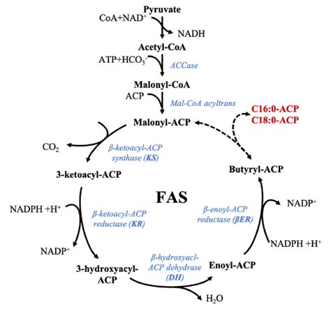 Fatty acid synthase (FAS). Fatty acid synthesis is initiated by ...