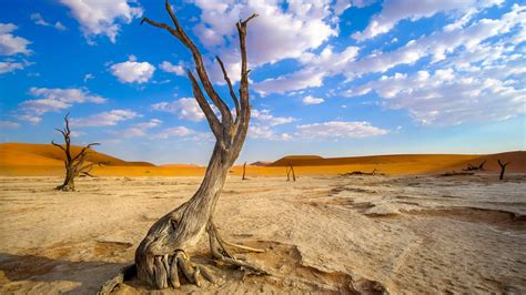 Wallpaper : Namibia, Africa, wood, desert, landscape 2560x1440 ...