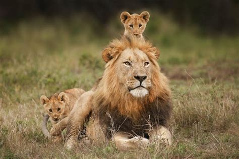 🔥 Male lion babysitting his cubs. : NatureIsFuckingLit