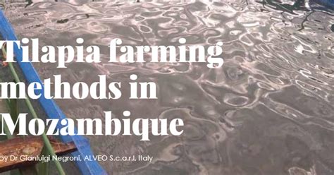 The Aquaculturists: Tilapia farming methods in Mozambique