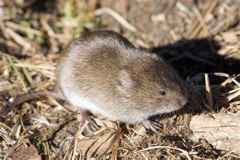 Meadow Vole: Scurrying its Way Across Alaska! — Alaska Wildlife ...