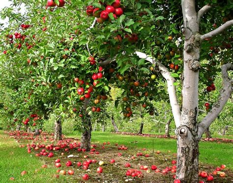 5 Best Spots For Fruits & Dry Fruits In Kashmir | So Srinagar