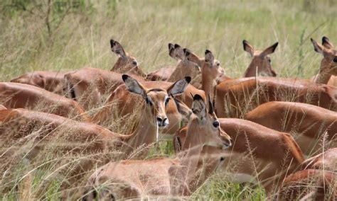 Big 5 Animals in Akagera - Unique Rwanda Vacation Experts