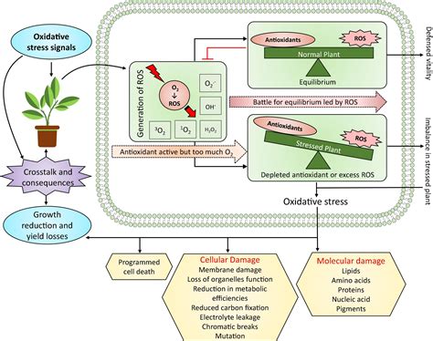 Frontiers | Plant hormones and neurotransmitter interactions mediate ...