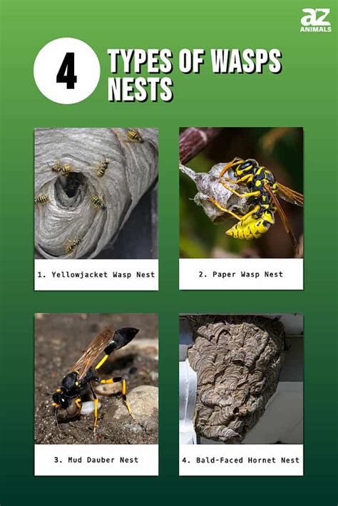 4 Types Of Wasps Nests And Their Unique Features - A-Z Animals