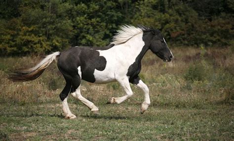 Pinto Horse Breed Information and Pictures - PetGuide | PetGuide