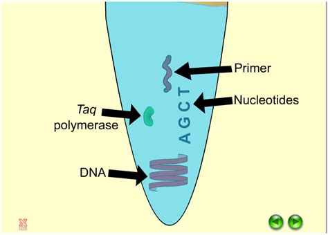 The Polymerase Chain Reaction (PCR) - eXtension