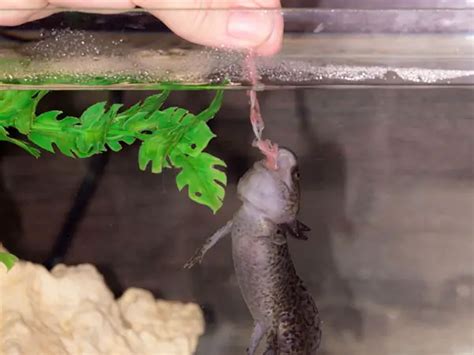 5 Best Foods for Axolotls - Axolotl Nerd