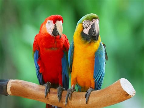 Macaws – Exotic Bird Hospital