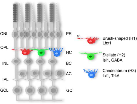 Frontiers | Horizontal Cells, the Odd Ones Out in the Retina, Give ...