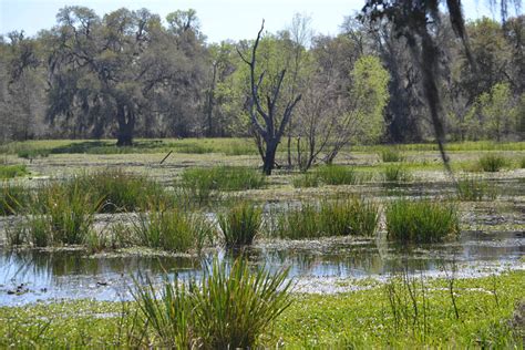 The Alligators of Brazos Bend State Park - The Life Well Traveled