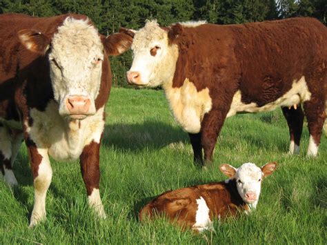 One day I'll raise my own hereford beef cattle | Cow pictures, Hereford ...