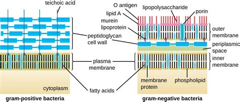 Gram Negative Cell Wall Diagram - Wiring Diagram