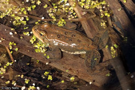 Columbia Spotted Frog - Rana luteiventris