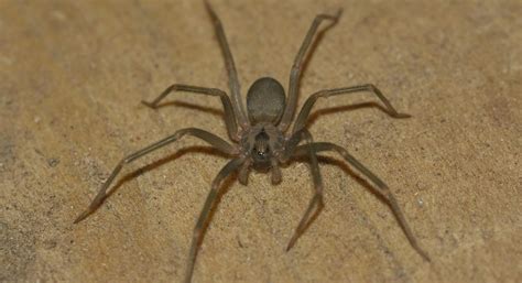 How to Identify A Brown Recluse Spider Infestation - Four Seasons