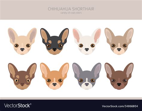 Chihuahua dogs different coat colors chihuahuas Vector Image