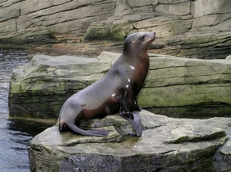 What Are Sea Lions Habitat - Barbi Carlota