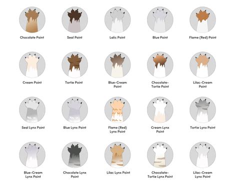 20 Himalayan Cat Colors & Coat Patterns (With Pictures) - Catster