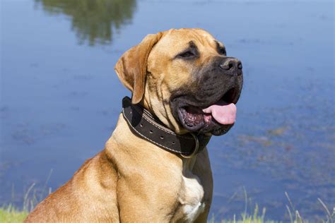 Boerboel - All Big Dog Breeds